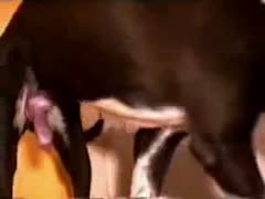 A dog is drilling an unimaginable hole in the vagina of a sexually excited white Moldavian woman.